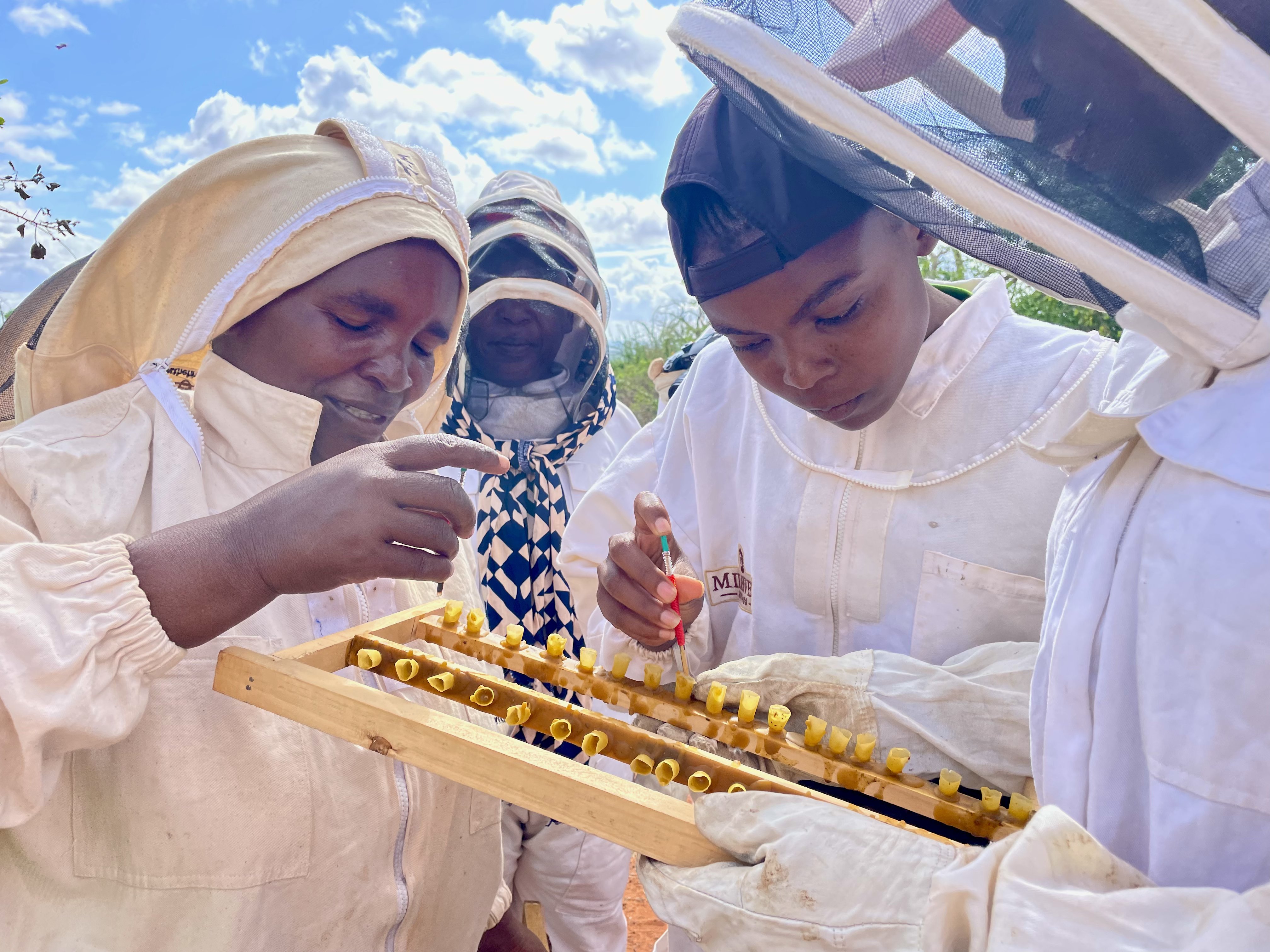 Farmers & beekeepers learning queen grafting, Kenya