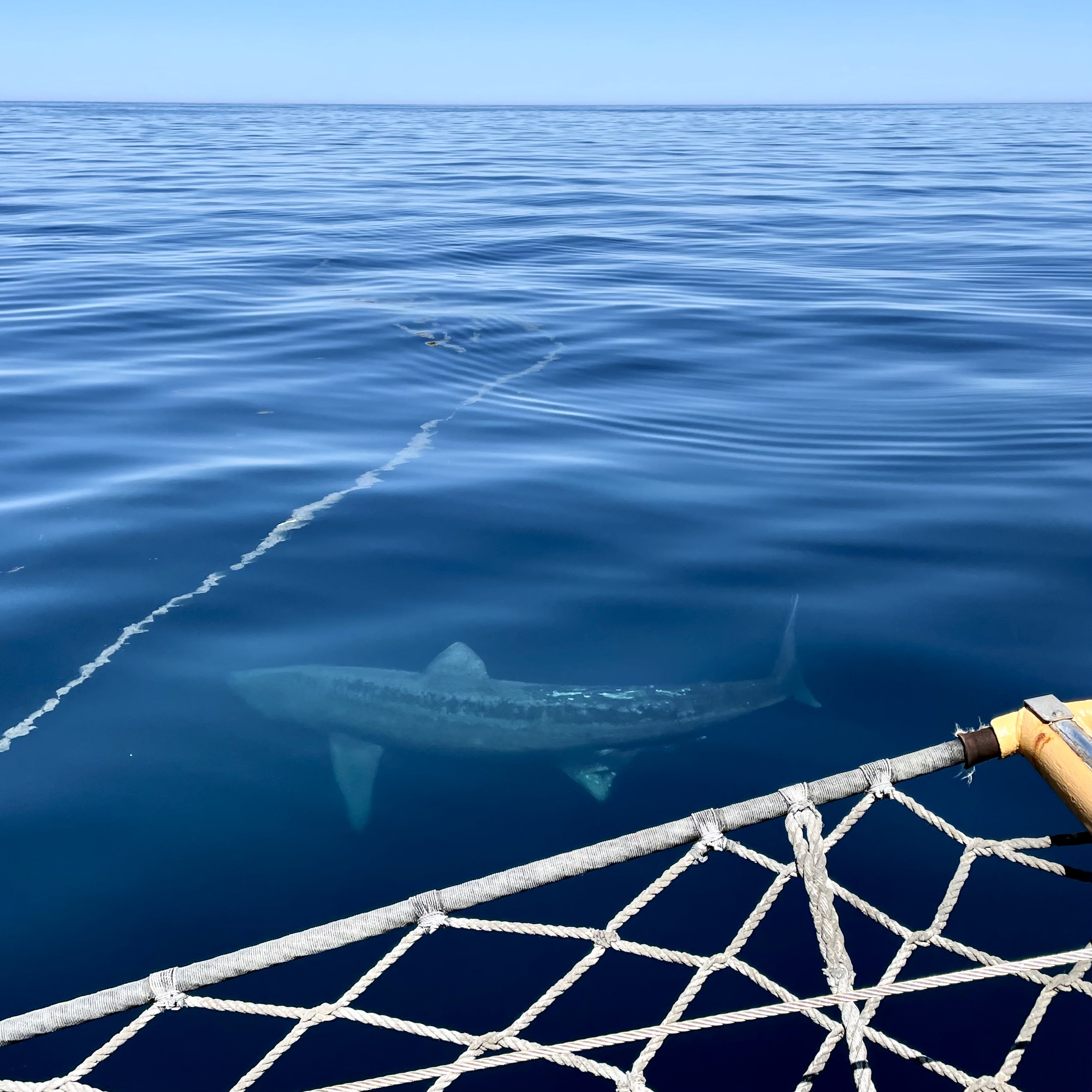 IMG_5601_(copy)_(copy)